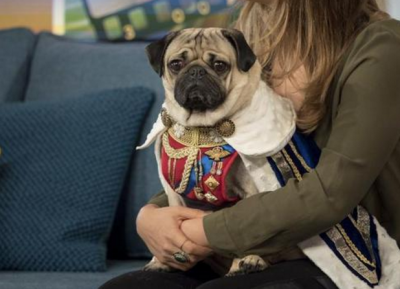 ​巴哥犬 纯种（巴哥犬什么颜色最贵图片）