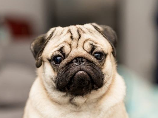 巴哥犬 纯种（巴哥犬什么颜色最贵图片）(图2)