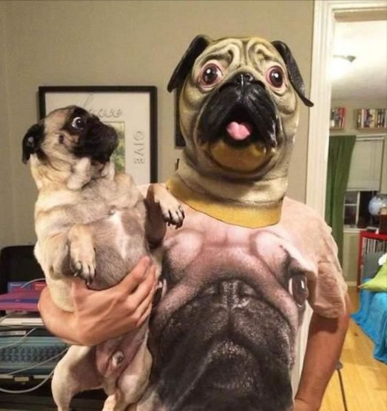 巴哥犬 纯种（巴哥犬什么颜色最贵图片）(图3)