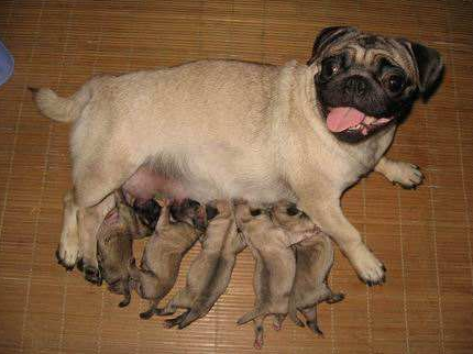 巴哥犬 纯种（巴哥犬什么颜色最贵图片）(图5)