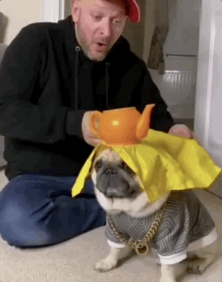 巴哥犬 纯种（巴哥犬什么颜色最贵图片）(图6)