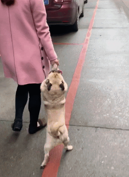 巴哥犬 纯种（巴哥犬什么颜色最贵图片）(图4)