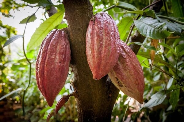 巧克力的寓意和象征是什么，巧克力代表了什么特殊的含义