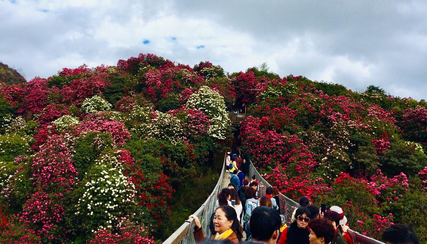 三、紫云百里杜鹃