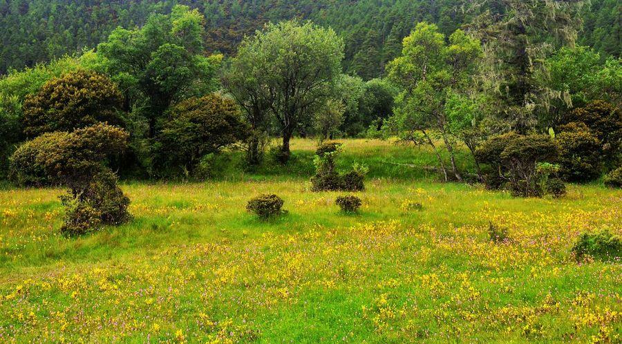 2.有山有水有树有花有树的地方。