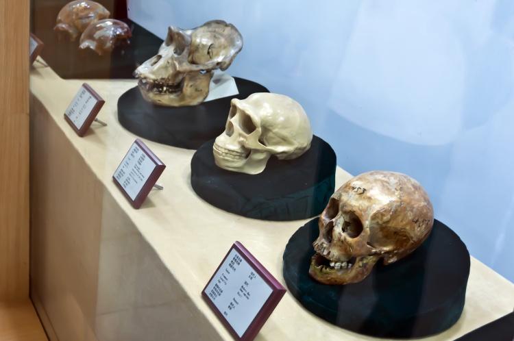 5、周口店北京猿人遗址