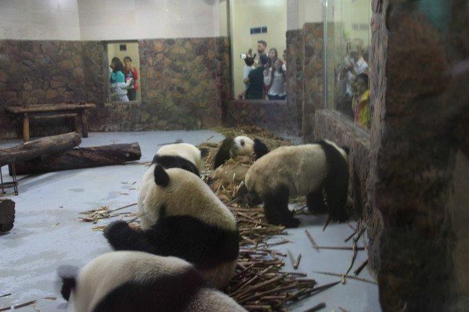 4、成都大熊猫繁育研究基地