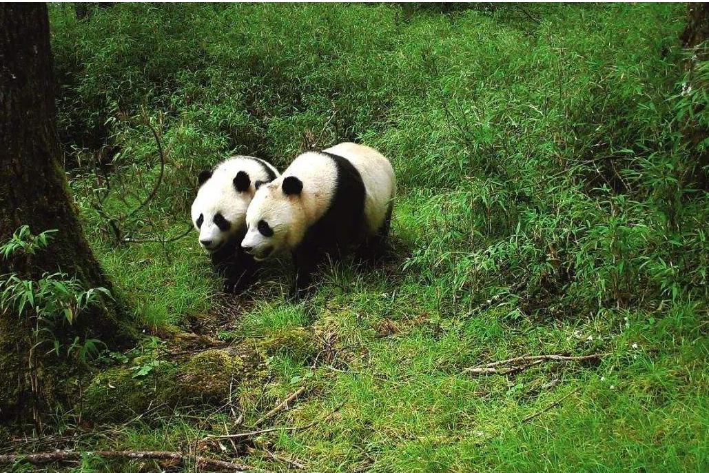 4、九寨沟-大熊猫国际度假区