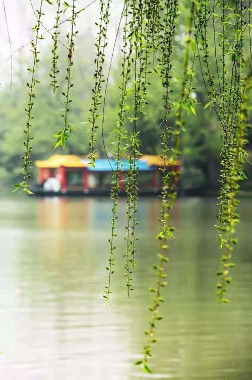 1、春天里的江南