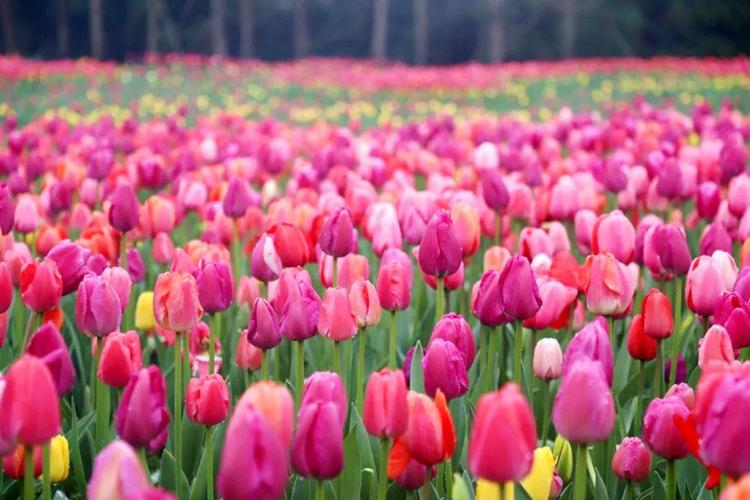 4、春季赏花,不能错过