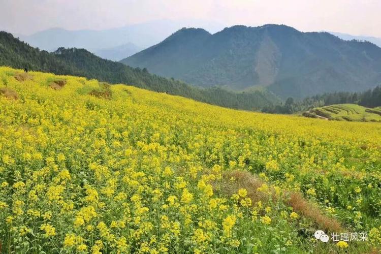 4、连山瑶族自治县石角镇油菜花