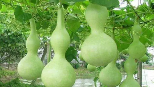 哪种葫芦不能吃,葫芦能吃吗图1