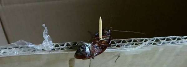 大蟑螂和小蟑螂的区别,德国小蠊和樱桃蟑螂的区别图2