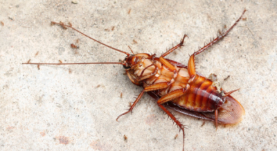 ​大蟑螂和小蟑螂的区别,德国小蠊和樱桃蟑螂的区别