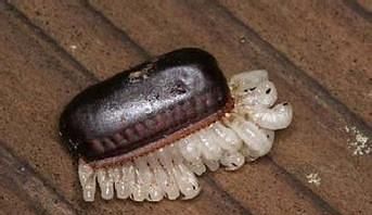 美洲大蠊和我国蟑螂有什么区别