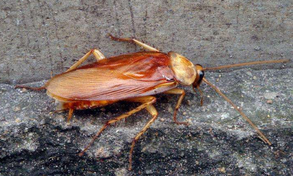 大蟑螂和小蟑螂的区别,德国小蠊和樱桃蟑螂的区别图3