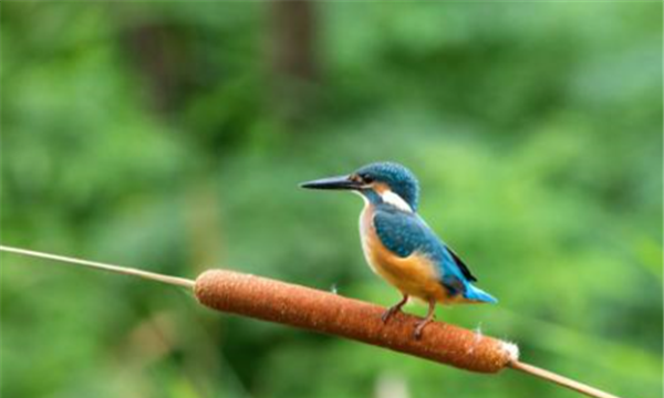 蒲棒嫩芽能吃,蒲棒有哪些作用 蒲菜的食用方法图2