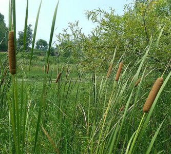 ​蒲棒嫩芽能吃,蒲棒有哪些作用 蒲菜的食用方法