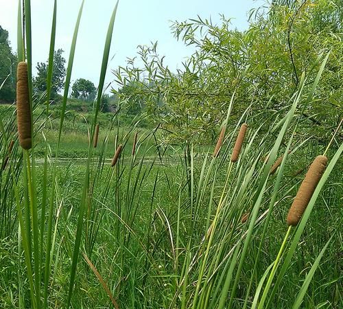 蒲棒有哪些作用 蒲菜的食用方法