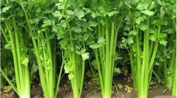 芹菜属于什么类蔬菜,芹菜是凉性蔬菜还是热性蔬菜呢图2
