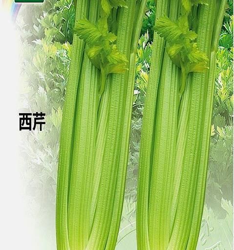 芹菜属于蔬菜吗
