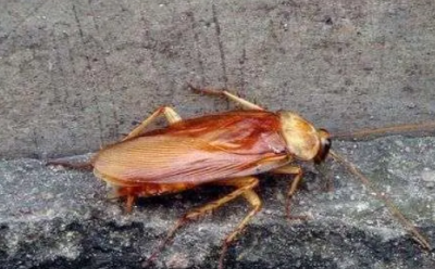 ​蟑螂爬到身上会怎样,蟑螂可以进入人身体吗