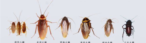 蟑螂爬到身上会怎样,蟑螂可以进入人身体吗图3