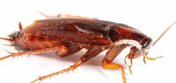 蟑螂爬到身上会怎样,蟑螂可以进入人身体吗图5