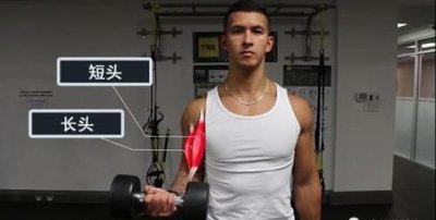 ​肱二头肌锻炼方法,训练肱二头肌的方法