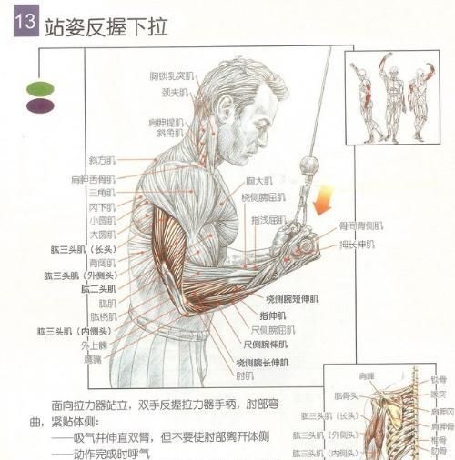 锻炼肱二头肌方法和注意事项