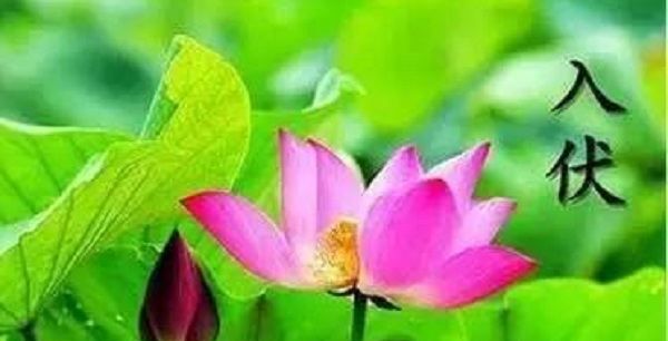 今年几月几号入伏,我们今年我们几月几日图4