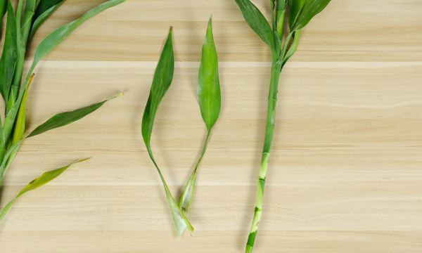 富贵竹怎么水养,富贵竹怎么水养图7