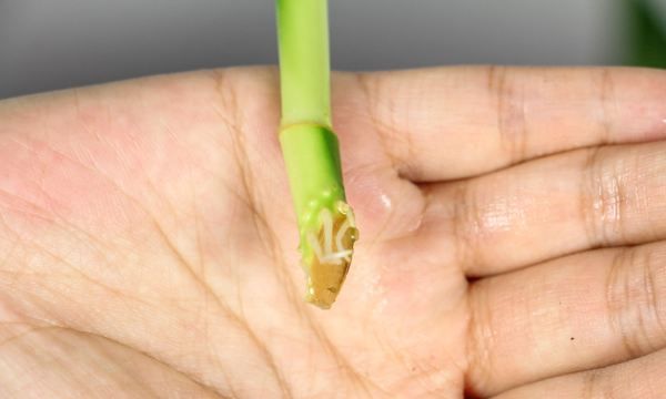 富贵竹怎么水养,富贵竹怎么水养图2