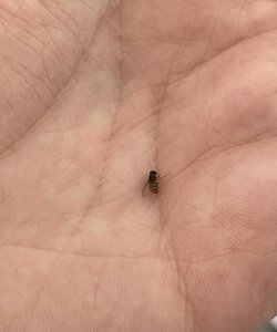 ​苍蝇太多怎么消灭最好,家里院子苍蝇太多了怎么消灭