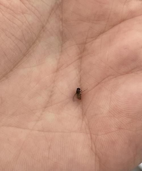 苍蝇太多怎么消灭最好：用什么方法才是最有效最快速灭苍蝇