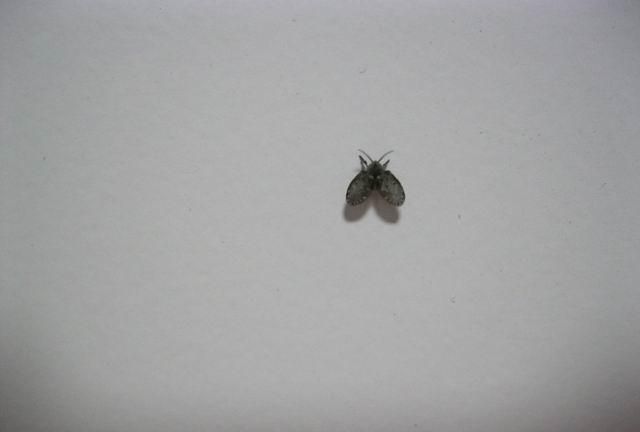 苍蝇太多怎么消灭最好：怎样灭苍蝇最有效的方法