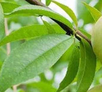 苍蝇太多怎么消灭最好,家里院子苍蝇太多了怎么消灭图5