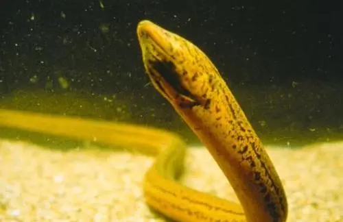 黄鳝寄生虫多,有人说野生的黄鳝会有很多寄生虫怎么回复图2