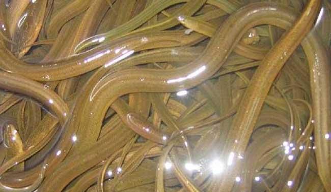 有人说野生的黄鳝会有很多寄生虫怎么回复