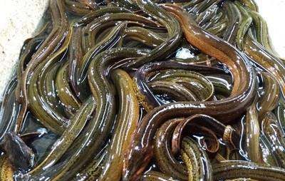 黄鳝寄生虫多,有人说野生的黄鳝会有很多寄生虫怎么回复图3