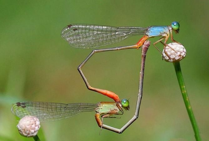 蜻蜓的特征是什么