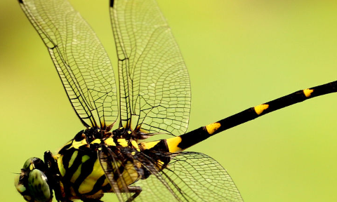 蜻蜓的特点是什么,蜻蜓有什么特点图4