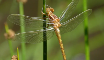 ​蜻蜓的特点是什么,蜻蜓有什么特点