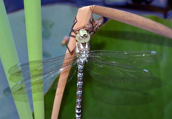 蜻蜓的特点是什么,蜻蜓有什么特点图3