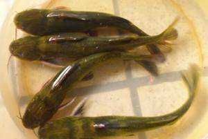 英国鲶鱼计划,英国计划禁止煮食龙虾、螃蟹等活物图9