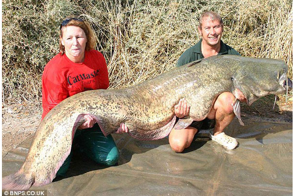 英国鲶鱼计划是真的吗