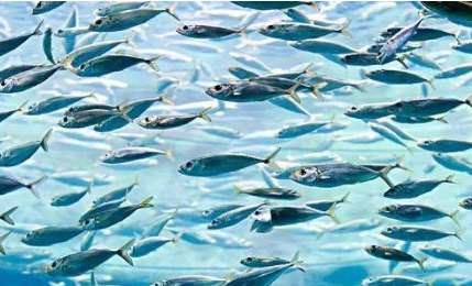 英国鲶鱼计划,英国计划禁止煮食龙虾、螃蟹等活物图6