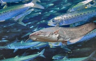 英国鲶鱼计划,英国计划禁止煮食龙虾、螃蟹等活物图5