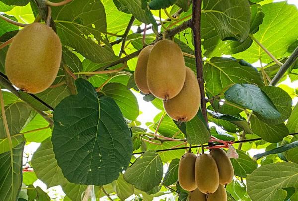 猕猴桃榨汁最佳搭配表,苹果猕猴桃果汁的做法大全图4