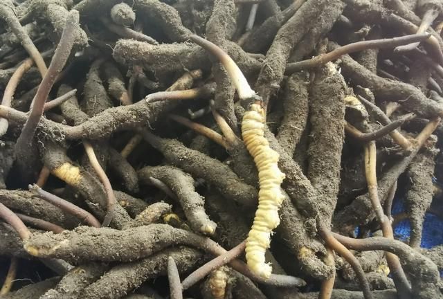 冬虫夏草是什么东西，冬虫夏草是什么东西？是虫子么？图2